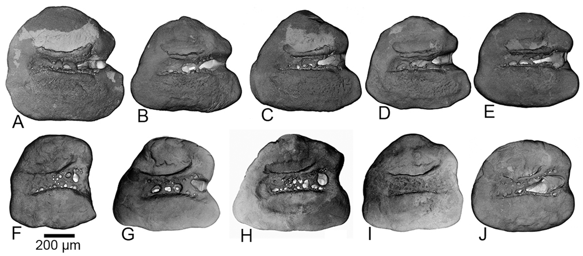 ภาพ ปลา kavirensis (Aphanius kavirensis)