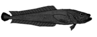 ภาพ ปลา porosus (Aphos porosus)