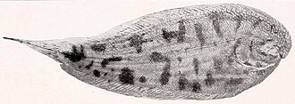 ภาพ ปลา dumerili (Apionichthys dumerili)
