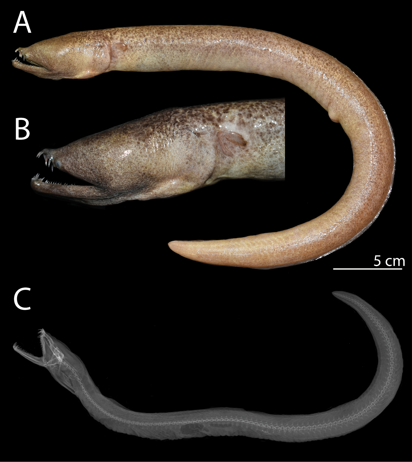 ภาพ ปลา chauliodus (Aplatophis chauliodus)