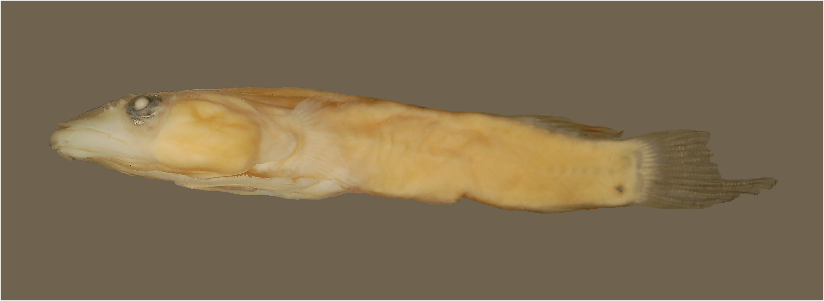 ภาพ ปลา dentatus (Apletodon dentatus)
