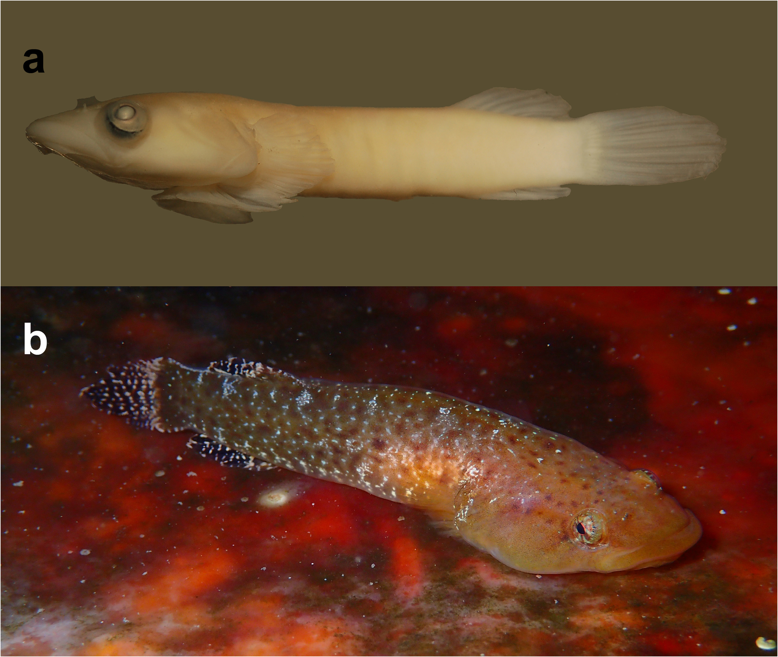 ภาพ ปลา incognitus (Apletodon incognitus)