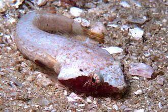 ภาพ ปลา pellegrini (Apletodon pellegrini)