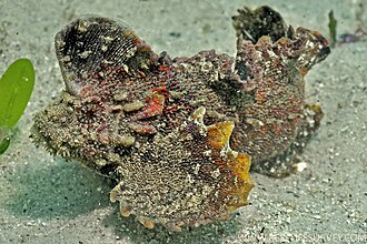 ภาพ ปลา milesii (Aploactisoma milesii)