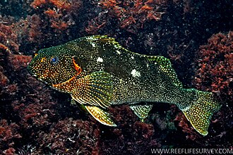 ภาพ ปลา etheridgii (Aplodactylus etheridgii)
