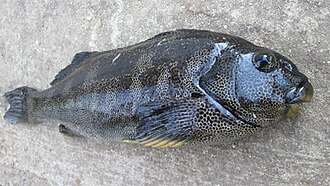 ภาพ ปลา punctatus (Aplodactylus punctatus)