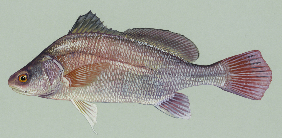 ภาพ ปลาจวด grunniens (Aplodinotus grunniens)