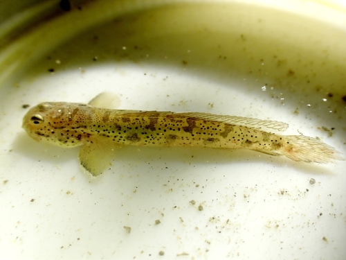 ภาพ ปลาเขือตาเขียว (Apocryptodon madurensis)