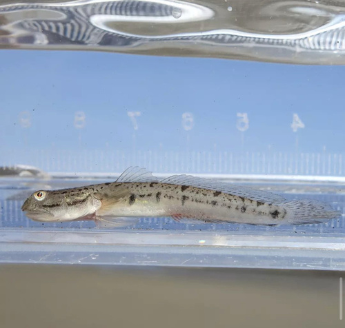 ภาพ ปลาบู่ punctatus (Apocryptodon punctatus)