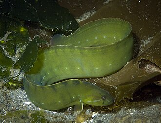 ภาพ ปลา flavidus (Apodichthys flavidus)