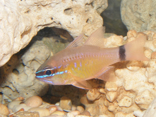 ภาพ ปลาอมไข่ลายขวาง (Apogon aurolineatus)