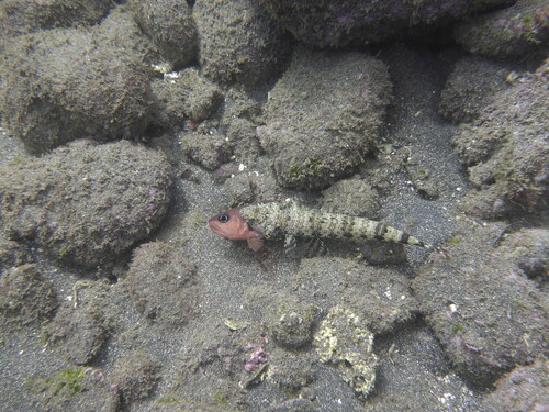 ภาพ ปลาอมไข่จุด (Apogon axillaris)