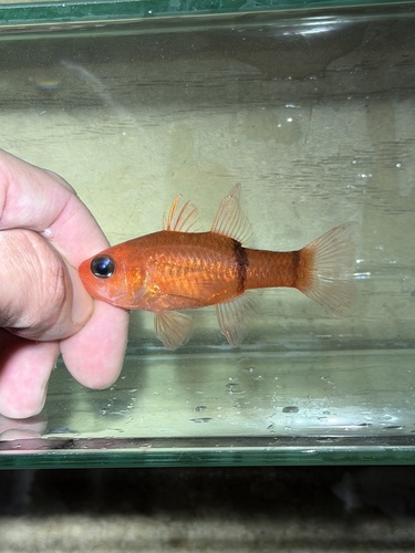 ภาพ ปลาอมไข่ลายขวาง (Apogon binotatus)