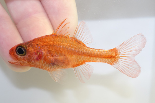 ภาพ ปลาอมไข่เล็กแดง (Apogon crassiceps)