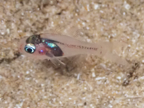 ภาพ ปลาอมไข่ erythrinus (Apogon erythrinus)