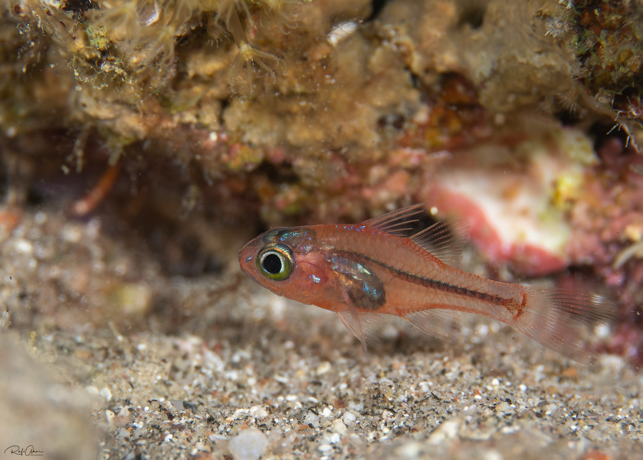 ภาพ ปลาอมไข่ erythrosoma (Apogon erythrosoma)