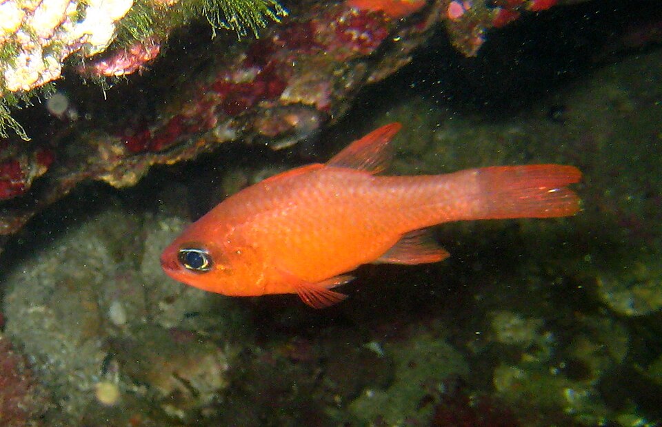 ภาพ ปลาอมไข่ imberbis (Apogon imberbis)
