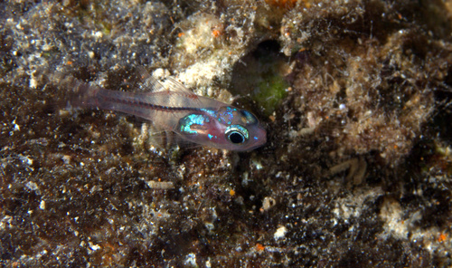 ภาพ ปลาอมไข่อินเดีย (Apogon indicus)