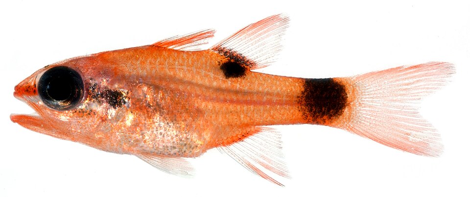 ภาพ ปลาอมไข่ maculatus (Apogon maculatus)