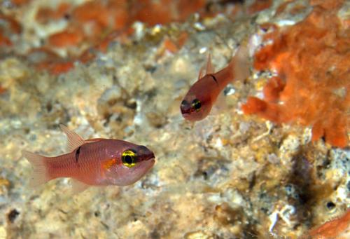 ภาพ ปลาอมไข่ชมพู (Apogon pacificus)