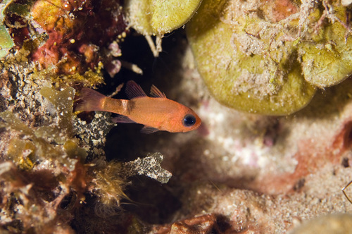 ภาพ ปลาอมไข่ pillionatus (Apogon pillionatus)