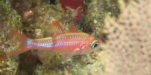 ภาพ ปลาอมไข่ซีด (Apogon planifrons)