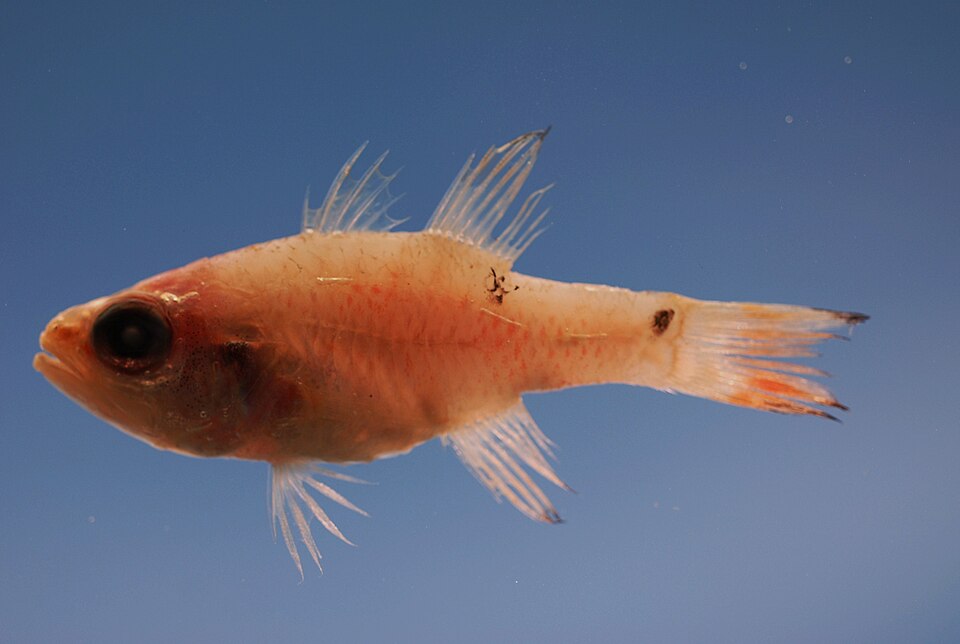 ภาพ ปลาอมไข่สองจุด (Apogon pseudomaculatus)
