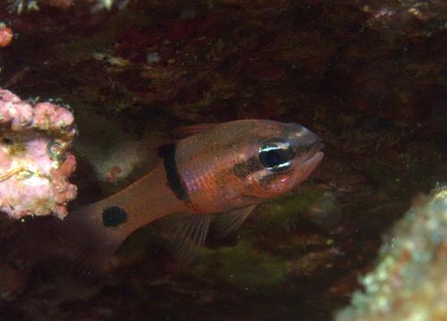 ภาพ ปลาอมไข่ retrosella (Apogon retrosella)