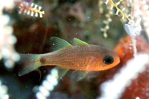 ภาพ ปลาอมไข่ลายเส้น (Apogon robbyi)