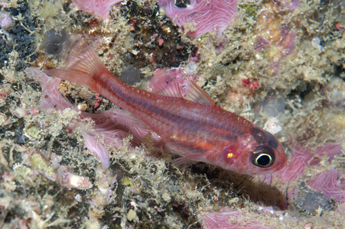 ภาพ ปลาอมไข่เข้ม (Apogon seminigracaudus)
