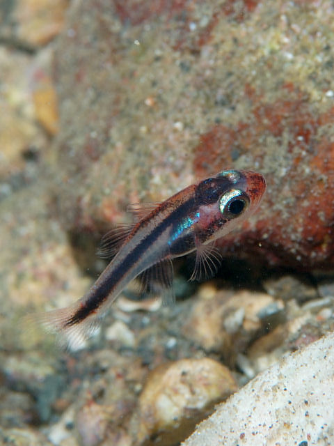 ภาพ ปลาอมไข่ครึ่งบั้ง (Apogon semiornatus)