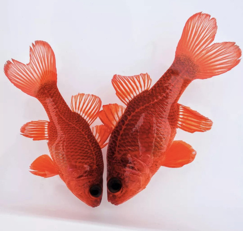 ภาพ ปลาอมไข่แดง (Apogon unicolor)