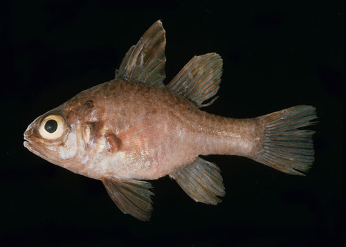 ภาพ ปลาอมไข่ chrysurus (Apogonichthyoides chrysurus)