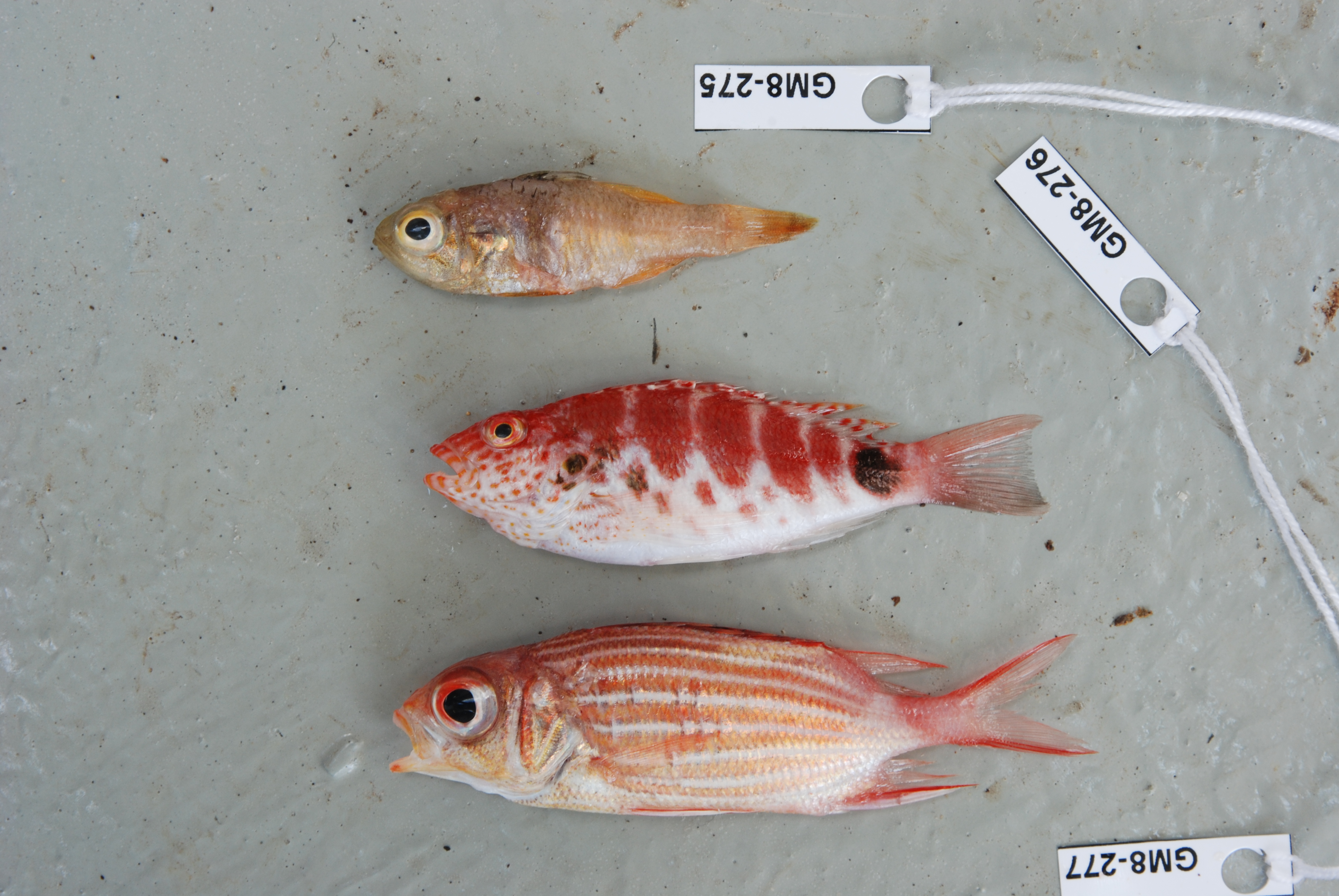 ภาพ ปลาอมไข่ gardineri (Apogonichthyoides gardineri)