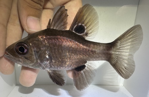 ภาพ ปลาอมไข่ดำ (Apogonichthyoides melas)