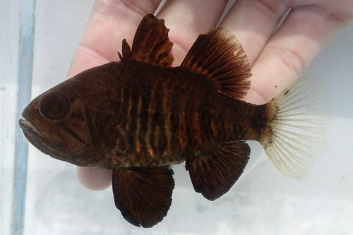 ภาพ ปลาอมไข่ดำ (Apogonichthyoides niger)