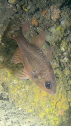 ภาพ ปลาอมไข่มุก (Apogonichthyoides opercularis)