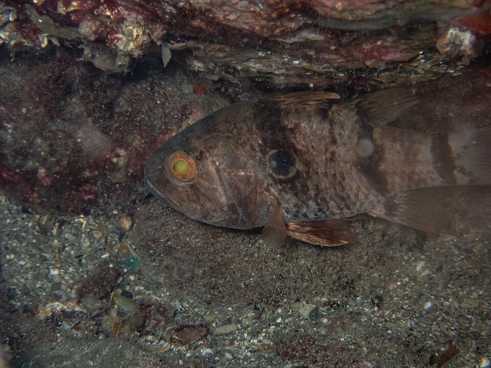 ภาพ ปลาอมไข่ pharaonis (Apogonichthyoides pharaonis)