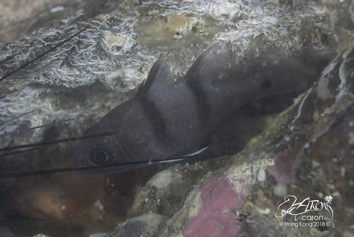 ภาพ ปลาอมไข่ pseudotaeniatus (Apogonichthyoides pseudotaeniatus)