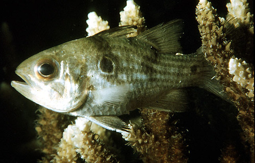 ภาพ ปลาอมไข่สอง (Apogonichthyoides taeniatus)
