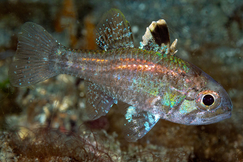 ภาพ ปลาอมไข่ umbratilis (Apogonichthyoides umbratilis)
