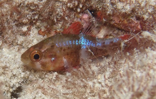 ภาพ ปลาอมไข่ perdix (Apogonichthys perdix)