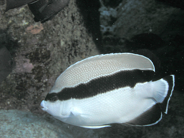 ภาพ ปลาสินสมุทรลายบั้ง (Apolemichthys arcuatus)