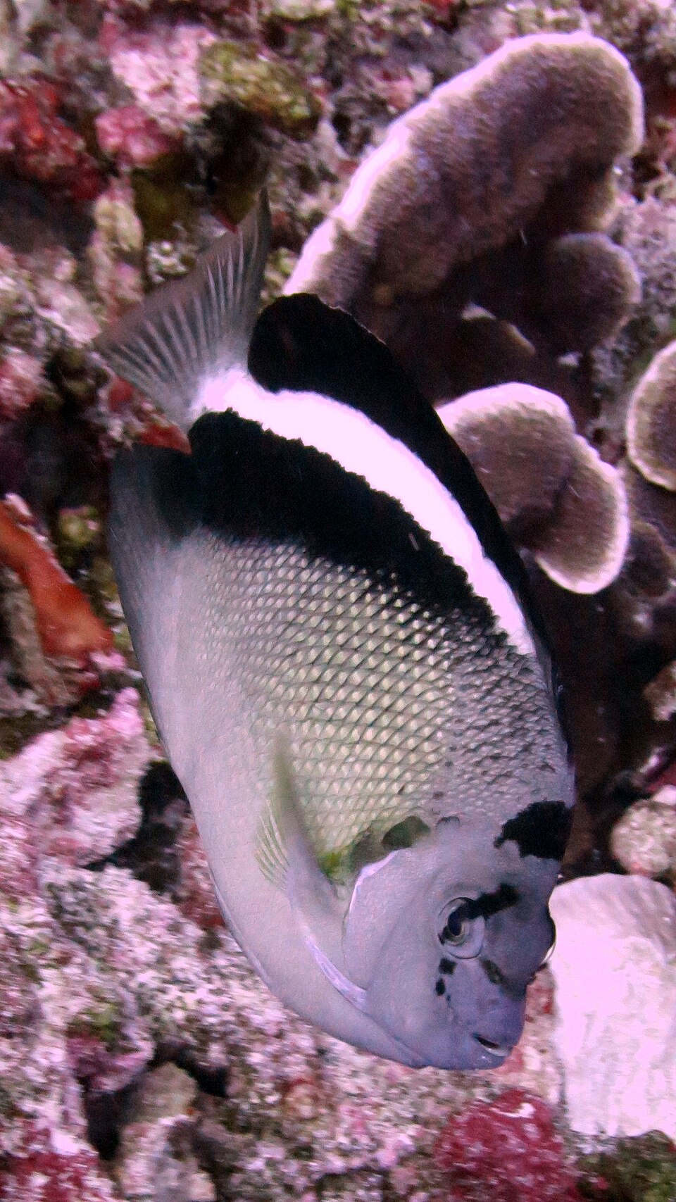 ภาพ ปลาสินสมุทร griffisi (Apolemichthys griffisi)
