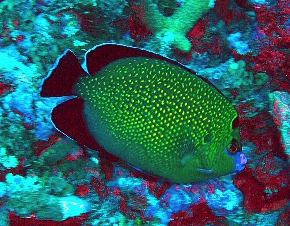 ภาพ ปลาสินสมุทรทองลายจุด (Apolemichthys xanthopunctatus)