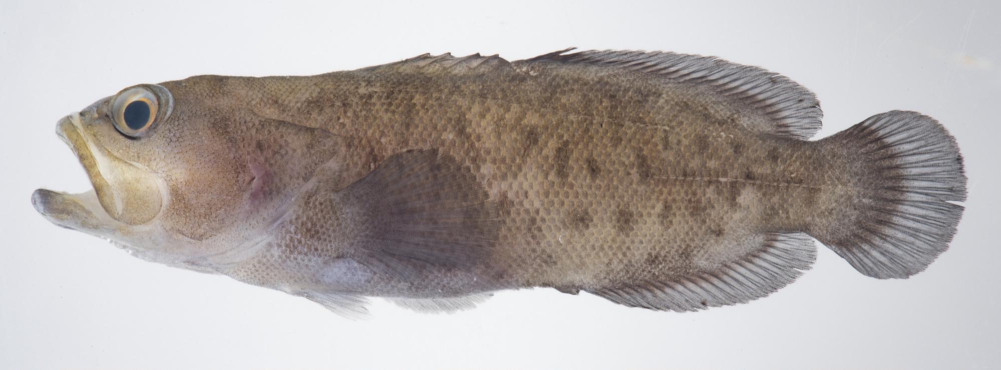 ภาพ ปลากะรังจิ๋วลายเสือดาว (Aporops bilinearis)
