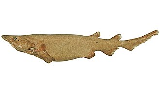 ภาพ ปลา bucephalus (Apristurus bucephalus)