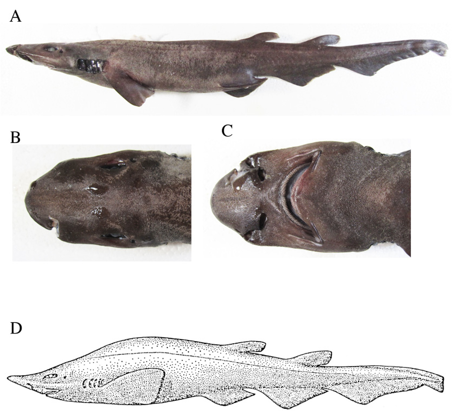 ภาพ ปลา gibbosus (Apristurus gibbosus)