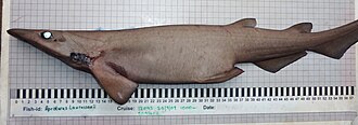 ภาพ ปลา laurussonii (Apristurus laurussonii)