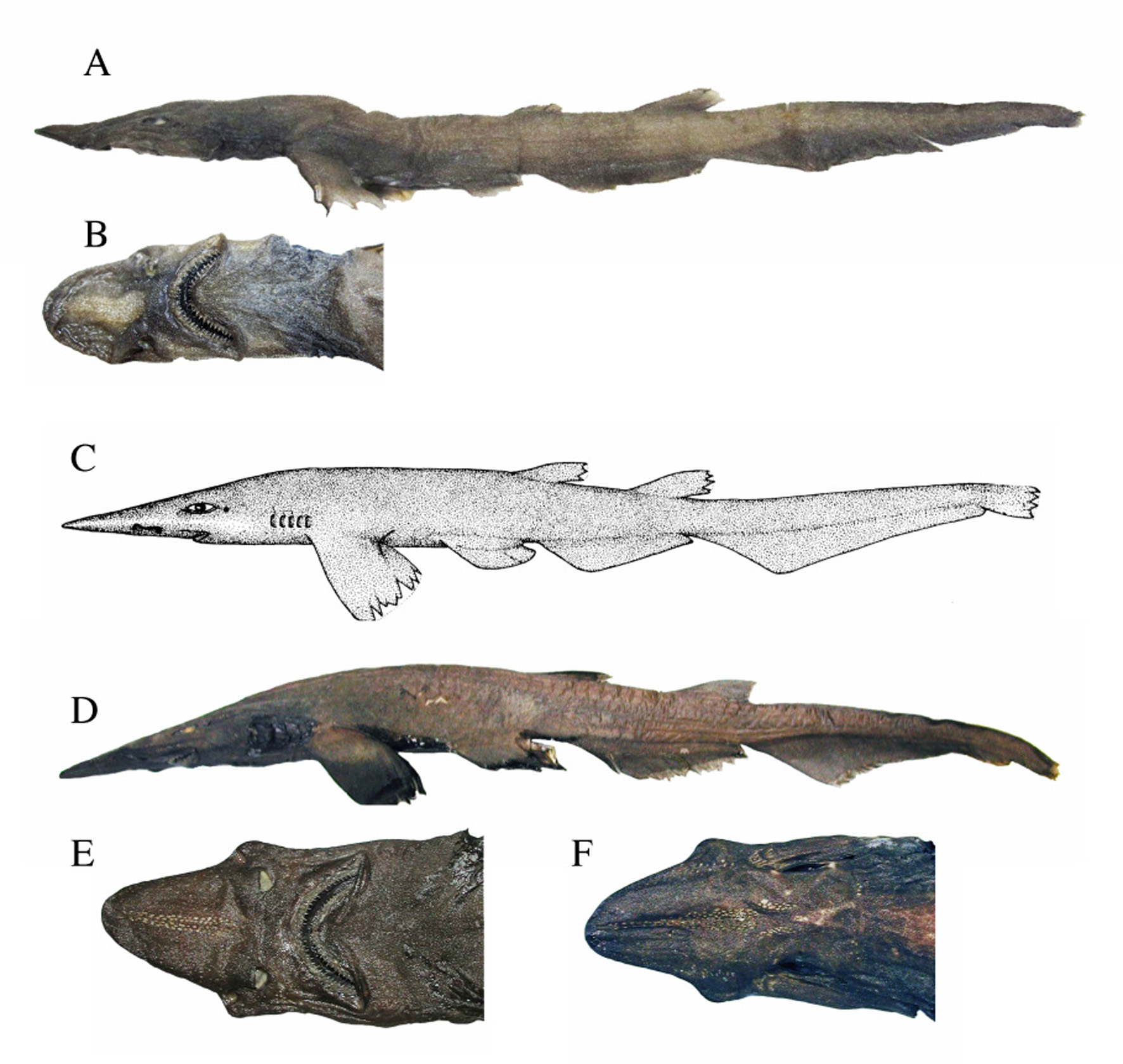 ภาพ ปลา longicephalus (Apristurus longicephalus)